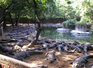 Crocodile Park